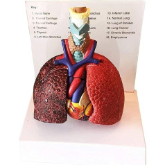 VAKUU Orgelmodell 1:1 Menschliches Herzmodell, Anatomisches Herzmodell, medizinische Modelle, für naturwissenschaftliches Klassenzimmer, Studium, Anzeige, Lehren, medizinisches Modell Anatomiemodell