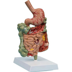 HEAIYB Anatomiemodell Magen-Organ-Modell, pathologisches Verdauungssystem-Modell, Magen, Dickdarm, Dünndarm-Anatomie-Modell, menschliches Modell für den Unterricht Orgelmodell