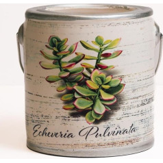 Свеча суккулентная Echeveria Pulvinata Almond Butter 590 мл