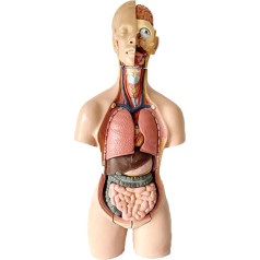 Orgelmodell Anatomiemodell des menschlichen Torsos, Lehrmodell für Eingeweide, abnehmbare Teile. Für Medizinstudenten zum Lernen, pädagogische Darstellung Anatomiemodell