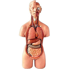 LCKDY Orgelmodell Menschliches Körpermodell, 4D-Anatomiemodell menschlicher Organe mit Herz-Kopf-Schädel-Gehirn-Skelett-Modell für Unterricht und Bildung im Klassenzimmer Anatomiemodell