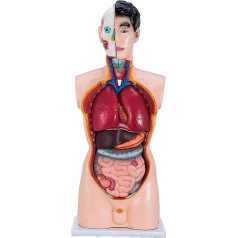 BJQZX Orgelmodell Menschliches Torso-Skelettmodell, menschliches Anatomie-Lehrmodell. Hergestellt aus PVC. Geeignet für die Präsentation im Unterricht und im Unterricht