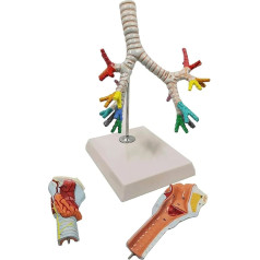 LCKDY Orgelmodell Lehrmodell menschliches Kehlkopf-Tracheal-Anatomiemodell, Kehlkopf-Lungen-Bronchien-Modell in natürlicher Größe Anatomiemodell