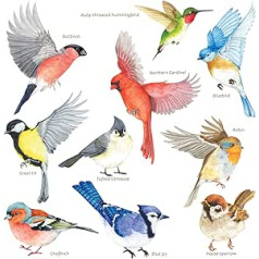 DECOWALL 10 x Garden Birds Static Cling Window Stickers Reusable Anti Collision Bird Strike Double Sided Printing CDS2-9001