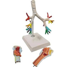 GeRRit Orgelmodell Lehrmodell menschliches Kehlkopf-Tracheal-Anatomiemodell, Kehlkopf-Lungen-Bronchien-Modell in natürlicher Größe Anatomiemodell