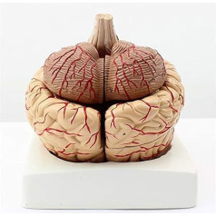 BJQZX Orgelmodell Lehr-Anatomie-Modell, anatomisches Modell, Kopf, lebensgroß, menschliches Gehirn, Anatomie für Wissenschaft, Klassenzimmer, Studium, Anzeige, Lehr-Medizin-Modell