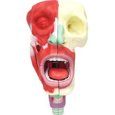 AXSMD Orgelmodell Anatomie-Nasenhöhle-Hals-Modell, wissenschaftliches Pharynx-Larynx-Modell, PVC-Material für medizinische Studien, Display-Unterricht Anatomiemodell