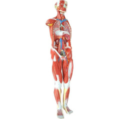 LXHJB Orgelmodell Menschliches Muskel- und Organmodell, Skelettmodell mit abnehmbaren Organen und Muskelanatomie, für die medizinische Ausbildung Anatomiemodell