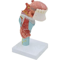 BJQZX Orgelmodell Organ-Anatomie-Modell, menschliches Mundstück, Zähne, Hals, Schilddrüse, Modell, Wissenschaft, Klassenzimmer, Lernen