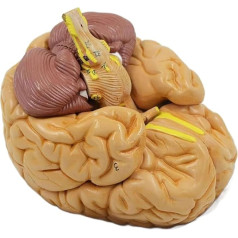 HEAIYB Anatomiemodell Modell des menschlichen Körpers. Abnehmbares Gehirnanatomiemodell. Gehirnblutgefäß-Neuroanatomiemodell Orgelmodell