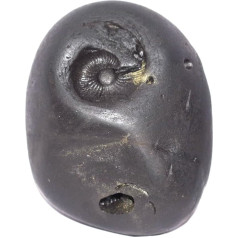 Reti liels Laxmi Ganesha Kurma Govardhan Shaligram - Gandaki River Nepāla, fosilijas, fosilijas