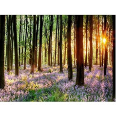 Bluebell Wood Sunrise Trees Foto Māksla Picture Plakāts Printēt