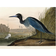 Artery8 Audubon Birds America Blue Crane Large Wall Art Plakāts drukāt bieza papīra 18X24 collu Vögel Amerika Blau Wand Plakāts drukāt plakātu