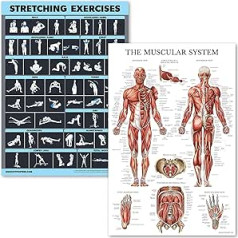 Palace Learning Laminated Poster for Stretching and Muscle Exercises - 2 Laminated Boards - Workout Routine and Muscle Anatomy Chart [Dark] (18 x 24 Inch)