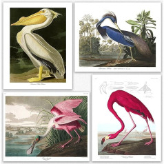 Putni Plakāts Plakāts Drukāt Plakāts Print Art Prints - komplekts sienas mākslas Audubon putnu plakāts Dabas plakāti bioloģijas botānikas zinātnes sienas dekori mājas biroja dekoru (20 x 25 cm)