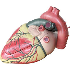 BJQZX Orgelmodell 1:1-Modell des menschlichen Herzens. Anatomisches Modell des menschlichen Herzens, abnehmbar, für kardiologische Studien und medizinische Demonstrationen