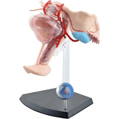 LXHJB Orgelmodell Skelettmodell des weiblichen Fortpflanzungssystems, anatomisches Modell, abnehmbares menschliches Organ für das Lehrmittel der Arztpraxis Anatomiemodell