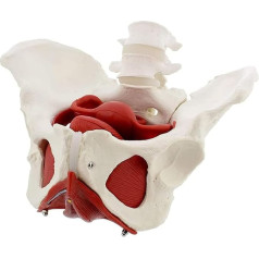 NIVJS Orgelmodell 3D-Modell des weiblichen Beckenbodens, anatomisches Modell des Beckens mit Muskeln für Anatomie, Knochenmodell zur Präsentation im Klassenzimmer, Büro Anatomiemodell