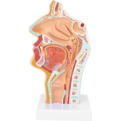 Nasal Cavity Neck Model, Nasal Cavity Throat Anatomy Teaching Tools Human Nose Mouth Cavity Neck Anatomical Model for Teaching Presentation in Science Classroom