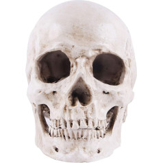 Happyyami Dzīves izmēra cilvēka galvaskausa modelis Resin Head Skull 1: 1 Ornaments Cilvēka galvaskausa galvas kauls kauls Halloween amatniecības dekorēšanai Sketch Supplies