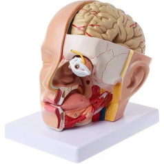 BJQZX orgānu modelis Galvaskausa nervu anatomiskais modelis