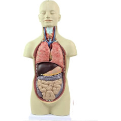 LCKDY Orgelmodell Anatomisches Modell des menschlichen Torsos, Skelettmodell, abnehmbare menschliche Organe, geeignet für Unterricht und Bildung im Klassenzimmer Anatomiemodell