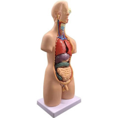 LCKDY Orgelmodell Menschliches Anatomie-Organmodell, Skelettmodell mit abnehmbaren Organen, Lehrmittel, geeignet für Unterricht und Bildung im Klassenzimmer Anatomiemodell