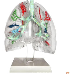 VAKUU Orgelmodell Modell der menschlichen Lunge und des Atmungssystems. Anatomisches Modell der Lungensegmente, caurspīdīgs, für den Unterricht und die Labordarstellung Anatomiemodell