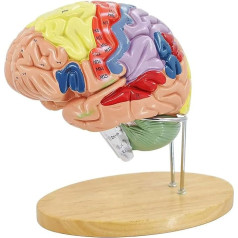 LXHJB Orgelmodell Menschliches Modell Anatomisches Gehirnskelettmodell Farbcodiertes menschliches regionales Gehirn Anatomiemodell