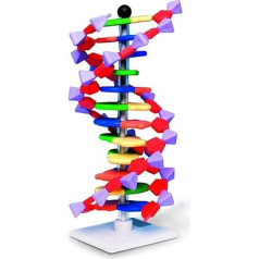 Molymod DNS dubultās spirāles modelis, 12 segmenti, MiniDNA komplekts