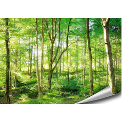 ARTBAY Saules gaismas appludināts mežs, XXL plakāts, 118,8 x 84 cm, dabīgs plakāts, Premium Quality