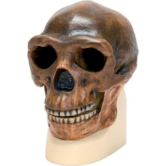 3B Scientific - Schädelreplikat Homo erectus pekinensis (Weidenreich, 1940)