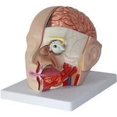 SUCHUANGUANG Cilvēka smadzeņu anatomija Galvas galvaskauss Smadzeņu anatomiskais modelis Cilvēka smadzeņu artērijas anatomiskais modelis medicīnas mācībām