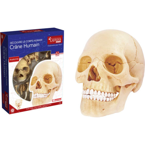 EXPLORA SCIENCES Explura Human Anatomy 546086 — reālistisks modelis ar 17 daļām — 23 cm — galvaskauss + noņemami elementi + pamatne — atklājumu komplekts — no 8 gadu vecuma