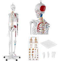 Cilvēka skeleta anatomiskais modelis 180 cm + Anatomisks plakāts