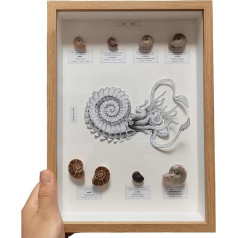 LKYLVEE Chrysokoll Fossil Exemplar Fotorahmen Muschel Fossil Exemplar Geschenkideen Paläontologie Original Stein Erz Exemplar,Braun,30cm