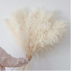 12 pampas zāliena dekori Lieli 120 cm kaltēti ziedi Pampas zāliens XXL Kaltēti ziedi Dabiski kaltētu ziedu pušķi Bēšs Pampas zāliena dekori Lielas vāzes Boho dekori kāzām Dzīvojamā vide