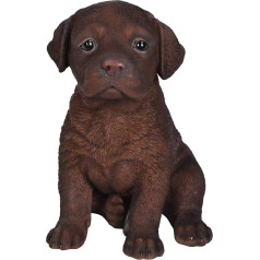 Šokolādes labradors kucēns Pet Pal