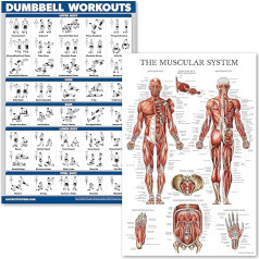 QUICKFIT hanteļu treniņu un muskuļu sistēmas anatomijas plakātu komplekts - laminētu 2 diagrammu komplekts - hanteļu vingrinājumu programma un muskuļu anatomijas diagramma (laminēta, 18