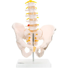 66Fit Anatomisks iegurnis ar 5 daļu jostas skriemeļiem