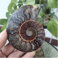 AZOOB Healing Aura Crystal 85-90mm Natural Ammonite Specimen Fossil Shell Leaf Crystal Home Decoration Crystal Fossil Stone ERTEYIN (Size : 7 Pairs)