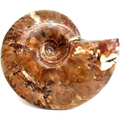 cleoniceras besairei 