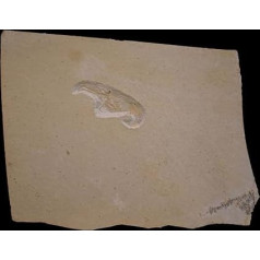 Mecochirus longimanatus Krabbenfossilien (Fossilien) CRA32