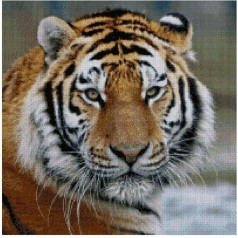 Tīģeris skaitāmo krustdūrienu komplekts 14k 200x200 valdziņu 18x18 collu Ēģiptes kokvilnas krustdūrienu komplekts Tīģeris