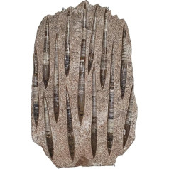Orthoceras Giant Plate Ammonit fosilija (Fossilien) ORT14