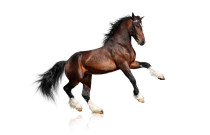 goods for horses, horse feed, horse grooming products, horse saddles, horse harnesses, horse accessories, horse vitamins, horse blankets, horse training equipment, Anete.lv horse products
