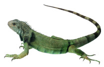 Products for reptiles