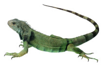 products for reptiles, reptile food, terrariums, reptile grooming products, reptile accessories, reptile heaters, terrarium lighting, reptile vitamins, misting systems, Anete.lv reptile products
